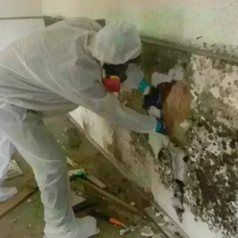 Mold Remediation and Removal in Corry, PA